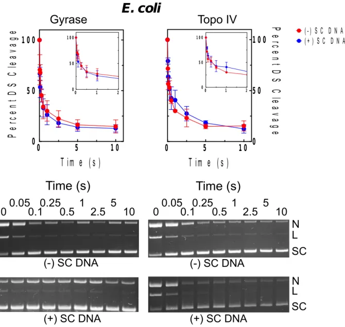 Figure 2.4. Effects of supercoil geometry on the persistence of DNA cleavage complexes generated by E