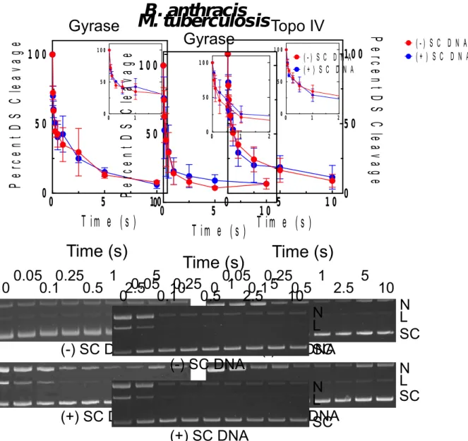 Figure 2.5. Effects of supercoil geometry on the persistence of DNA cleavage complexes generated by B