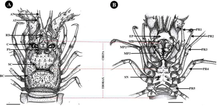 Fig. 10. The cephalothorax morphology of Panulirus homarus appears dorsal (A) and ventral (B)