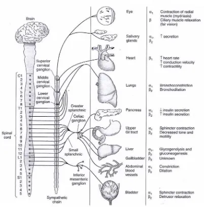 gambar 12-1. sistem saraf simpatis. Inervasi organ, tipe reseptor, dan respon 