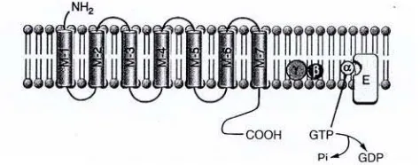 Gambar 12-4. Adrenoseptor adalah reseptor transmembranspanning yang terbuat 