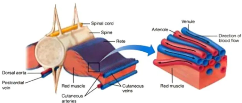 Gambar  diatas  merupakan  gambar  otot  merah  ikan  tuna  yang  dialiri  oleh  pembuluh darah arteri dan vena yang digunakan ikan tuna untuk melakukan proses  penukaran panas arus balik