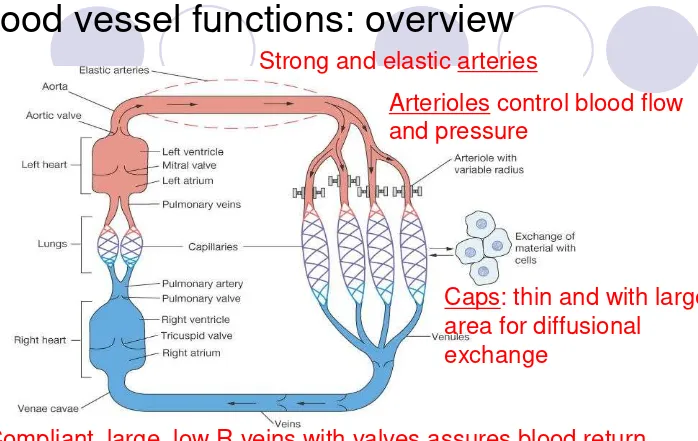 Figure 15-1: Functional model of the cardiovascular system