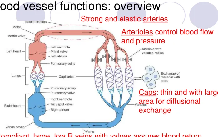 Figure 15-1: Functional model of the cardiovascular system
