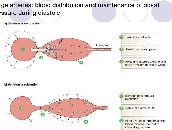 Figure 15-4: Elastic recoil in the arteries