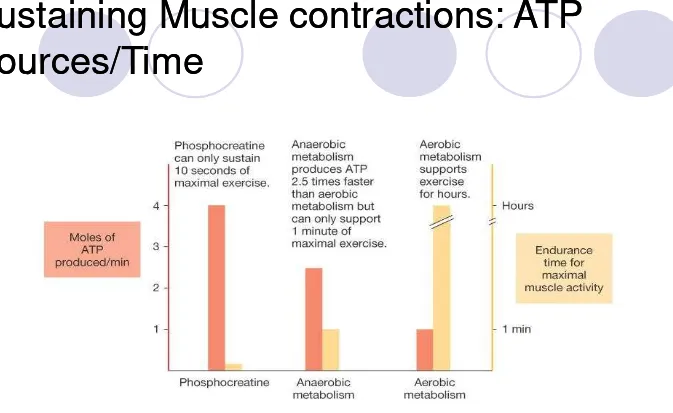 Figure 25-2: Speed of ATP production compared with ability to sustain maximal muscle activity 