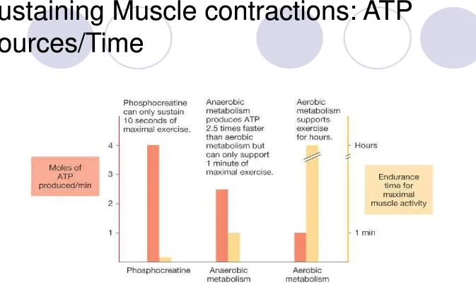 Figure 25-2: Speed of ATP production compared with ability to sustain maximal muscle activity 
