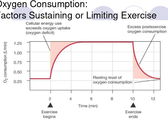 Figure 25-4: Changes in oxygen consumption during and after exercise