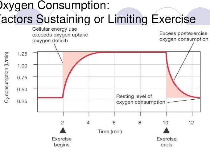 Figure 25-4: Changes in oxygen consumption during and after exercise