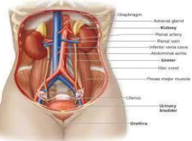 Gambar 2.1 Anatomi ginjal tampak dari depan  
