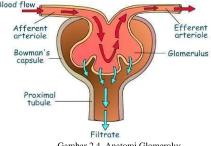 Gambar 2.4. Anatomi Glomerolus 