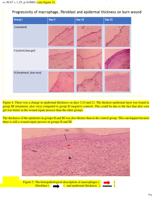 Figure 4. There was a change in epidermal thickness on days 3,14 and 21. The thickest epidermal layer was found in  group III (treatment, aloe vera) compared to group II (negative control)