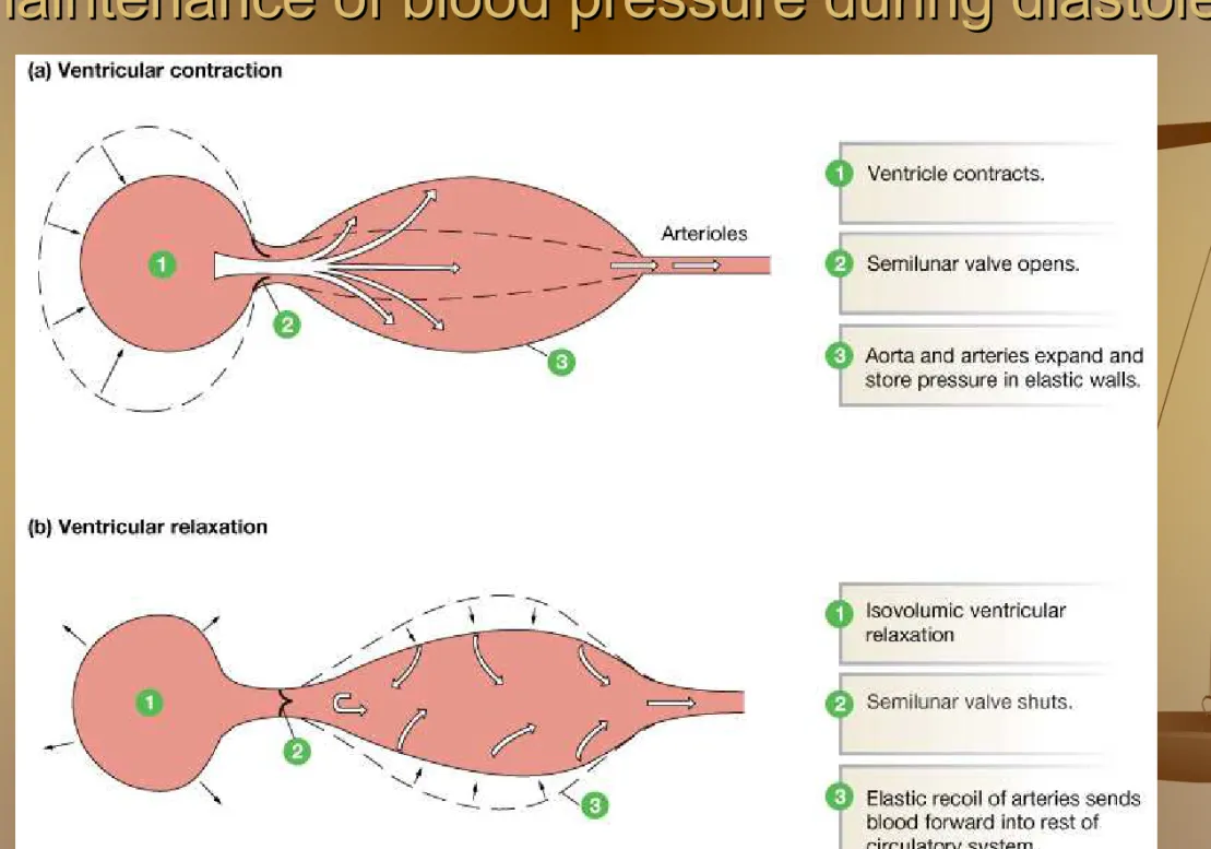 Figure 15-4: Elastic recoil in the arteries