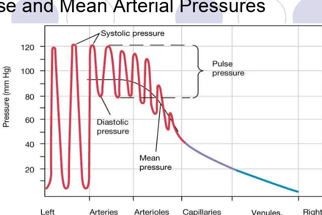 Figure 15-5: Pressure throughout the systemic circulation
