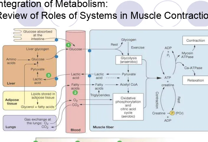 Figure 25-1: Energy metabolism in skeletal muscle