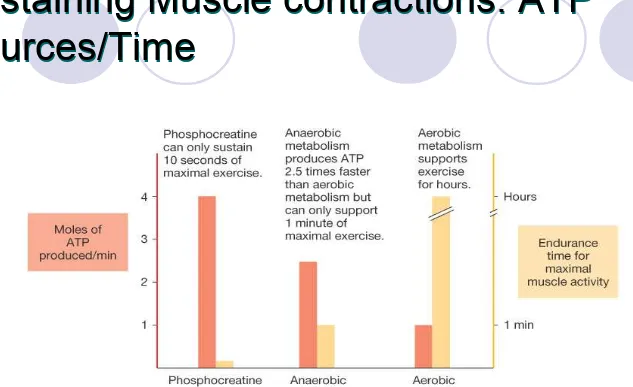 Figure 25-2: Speed of ATP production compared with ability to sustain maximal muscle activity 