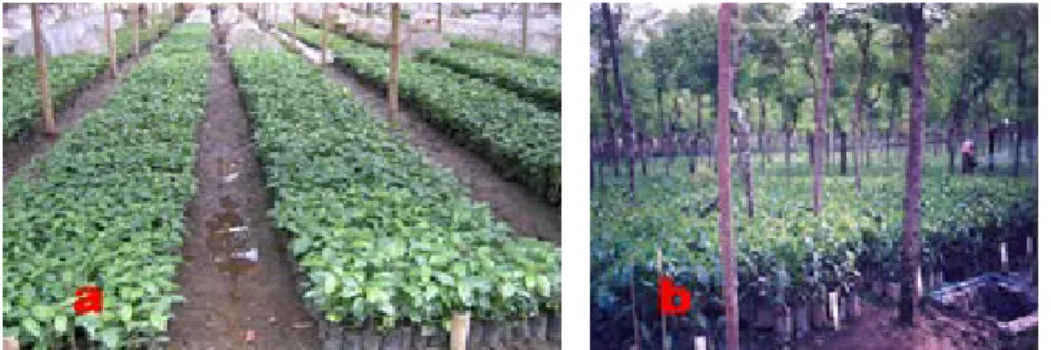 Gambar  4. Benih kopi Arabika dalam polibeg yang sudah  siap tanam dengan naungan buatan (a) dan  dengan naungan alami (b)
