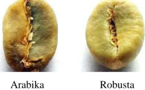 Gambar 2. Perbedaan kopi arabika dan robusta 