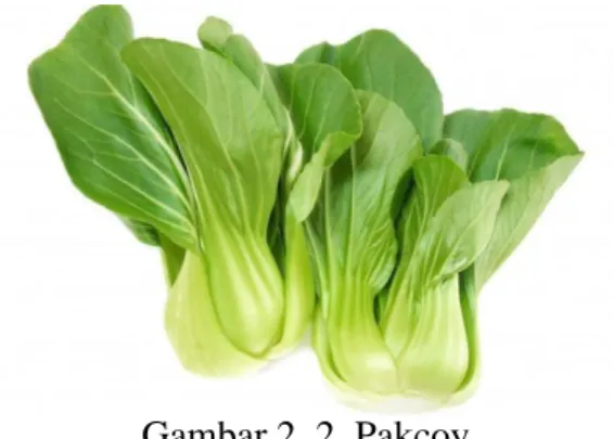 Gambar 2. 2. Pakcoy 