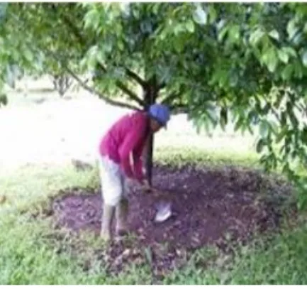 Gambar 8. Penyiangan pohon pala 