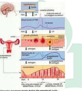 Gambar 2.2 Siklus menstruasi. 