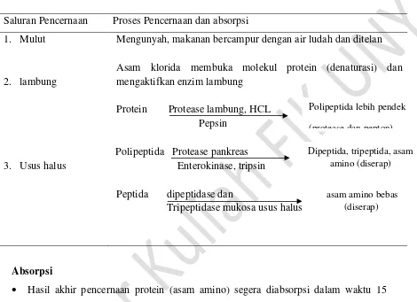 Table 3. Ringkasan proses pencernaan Protein 