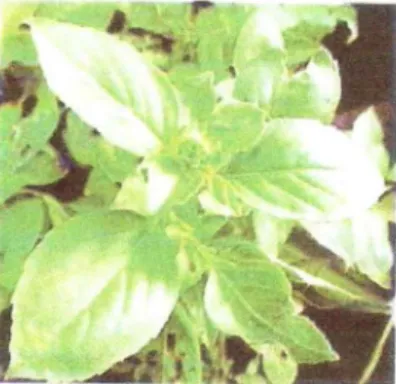 Gambar  1.  Kemangi  (Ocimum basilicum linn) 