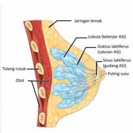 Gambar 1. Struktur dan fungsi payudara (Sumber :  buku cerdas menghadapi kanker payudara) 