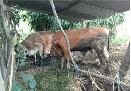 Gambar 1: Jenis Sapi Limousin 