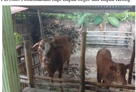 Gambar 2 : Jenis Sapi Simental 