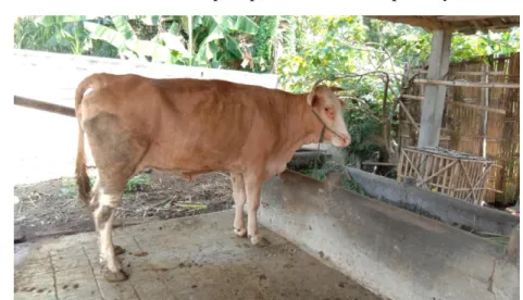 Gambar 5 : Jenis Sapi Simental 