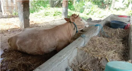 Gambar 6 : Jenis Sapi Simental 
