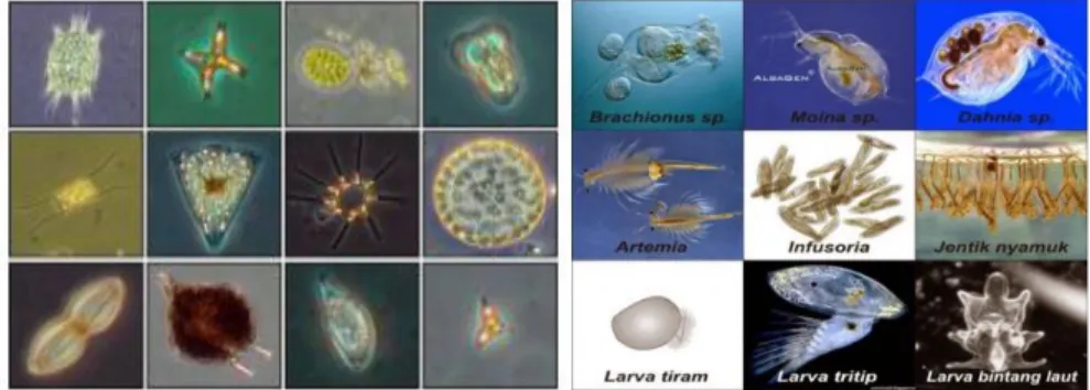Gambar 3. Jenis-jenis plankton             Sumber: Supriatna (2014). 