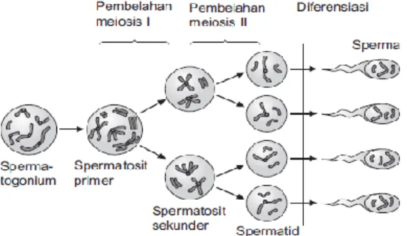 Gambar 2. Proses Spermatogenesis  Sumber: Google.com (2021) 