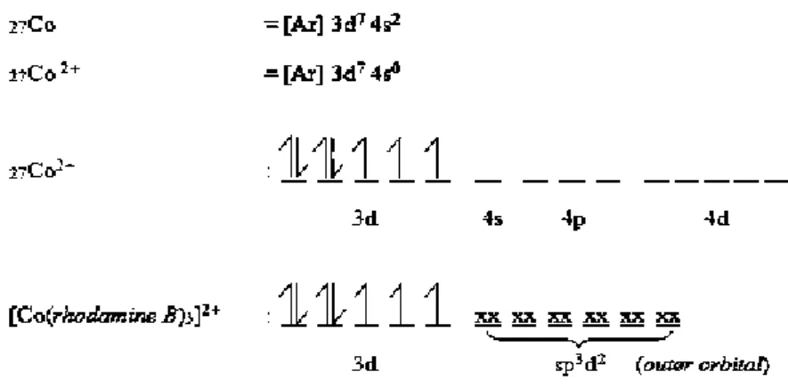 Gambar 7. Pembentukan senyawa kompleks Co(II)-rhodamine B berdasarkan  Teori Ikatan Valensi (TIV) (Setyawati, 2007) 