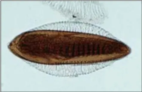Gambar 1. Telur Anopheles sp. (Litbang P2B2 Ciamis,2013). 