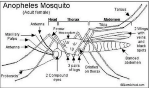 Gambar 4. Nyamuk dewasa Anopheles sp. (Litbang P2B2 Ciamis,2013). 