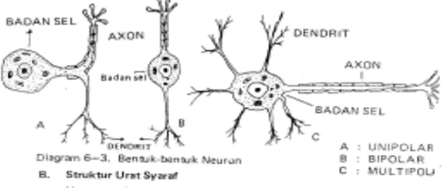 Gambar 2. Struktur Syaraf 