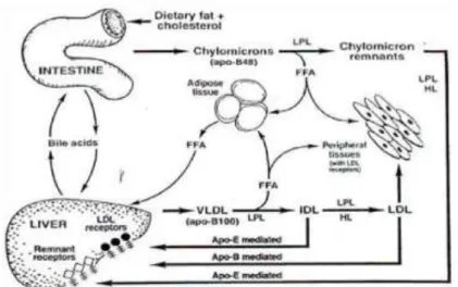 Gambar 2.1. Metabolisme Eksogen (Jim, 2013)