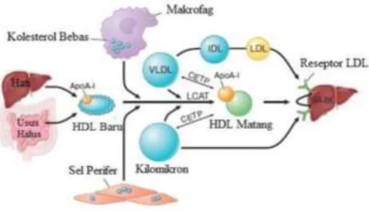 Gambar 2.3.  Metabolisme Lipoprotein Reverse Cholesterol Transport (Jim, 2013) 