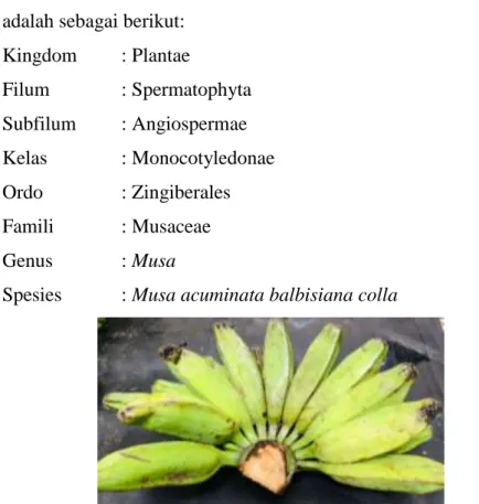 Gambar 2.10. Pisang Kepok Lampung (Musa acuminata balbisiana colla) (Dokumentasi  Penelitian, 2021) 