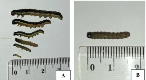 Gambar 3.  Perkembangan larva S. frugiperda (A) instar 1-6 larva S. frugiperda,  instar 2 (B) (Maharani, 2021) 