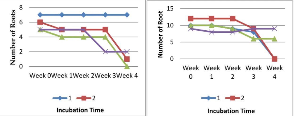 Figure 2. Mycorrhizal efficacy and its effect on the number roots   