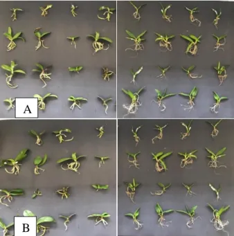 Figure 3. Development of small plants Phalaenopsis amabilis (left) and Dendrobium discolor (right)  from mycorrhizal virus inoculation (MV) (A) week 0 (B) week 4