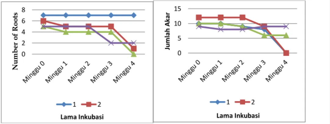 Figur 2. Graph of mycorrhizal efficacy on the number of orchid roots  0