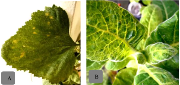 Fig. 2. Variations in symptoms of ORSV infection in several types of  orchids: Necrotic in (A) Phalaenopsis sp
