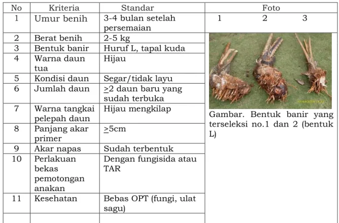Tabel 2. Kriteria benih sagu tanpa polibeg 