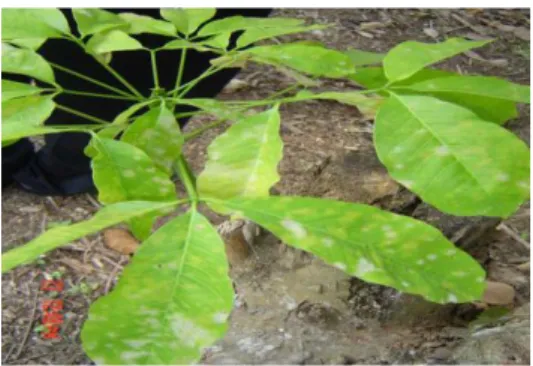 Gambar  2.  Gejala  serangan  penyakit  gugur  daun  Oidium  heveae 