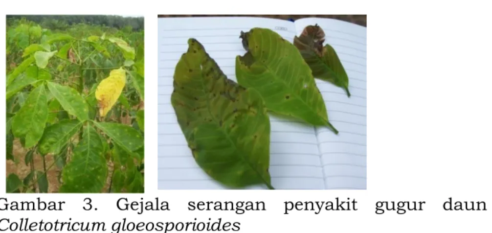 Gambar  3.  Gejala  serangan  penyakit  gugur  daun  Colletotricum gloeosporioides 