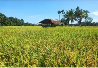 Gambar 1 Padi Menguning Siap Panen 